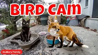 Thrilling Thursday Live Animal Cam Featuring Birds, Cats, And Deer! 🐦😻🦌