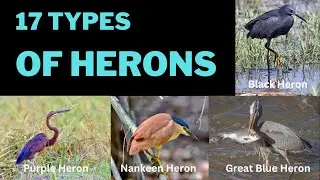 17 Types of Common Herons