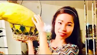 First time planting cobra cream melon | Lan dau tien trong dua gang to nang 9kg