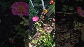 #shorts #zinnia #gardening #encouragement