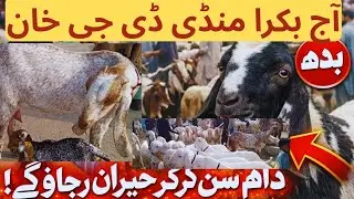 Bakra Mandi Dera Ghazi Khan Today Update &ndash; DG Khan Bakra Rates & Live Market Footage | بکرا منڈی 