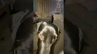 How My Black Lab LOSES HIS MIND Over a Deer Antler 😂🦴 | Funniest Lab Ever