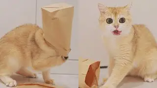 Catnip + Paper Bag = Cat Trap 🤣