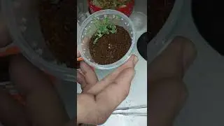 tarantula feeding tips
