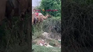 Camel # animal 🦒 🤗😎😇❤️❤️❤️❤️#Poorav raperia ❤️