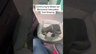 Training Spotlight: Shaping Behavior with Service Dogs #canecorso