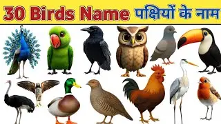 Birds Name in English & Hindi | पक्षियों के नाम | Birds Names for Kids