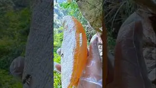 Honey Harvesting in Forest 🍯 | Delicious honey Collection 😋 #hottrend #shorts #honey