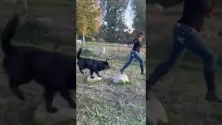 Native American Indian dog play time at FunnyFarmPets.com