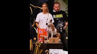 Амстафф Муня. Пит-стафф многоборье BullGames 04.08.24 г. Санкт-Петербург. Спорт для собак
