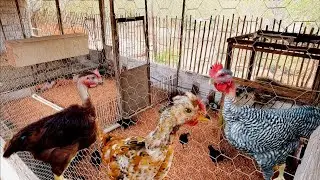 No vídeo de hoje: Manejo, Ambiência, Ovos Galados e Dicas Importantes 🐓