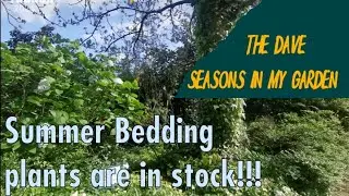 Summer bedding plants are in stock | UK Garden centre | spring 2024