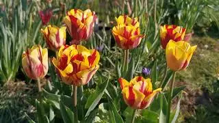 Triumph Rembrandt Tulip 
