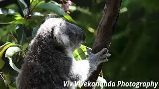 Watch cute hungry adult Koala bear feed slowly on gum tree leaves for breakfast.