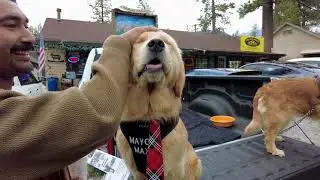 How a Dog became the Mayor of Idyllwild California - Mayor Max