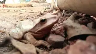 Et-frustrated frog