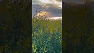 #The sunset is like a golden carpet #