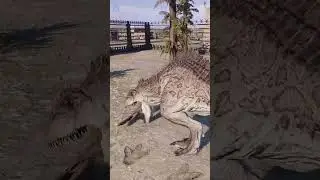 Giganotosaurus subdues Suchomimus 🦖 Jurassic World Evolution 2