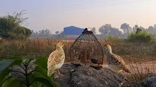 Teetar ke sound  se Teetar pakdane ka awaaz || Female Teetar sounds | francolin sounds 