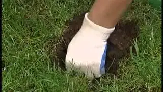 Nomol Mole Trap Setting