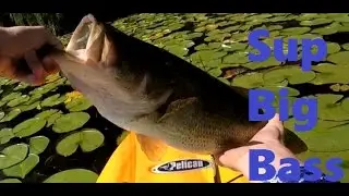 Big Bass caught from a Stand-Up Paddle board- Summer Top water Bass Fishing