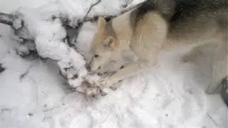 Волки задавили лося