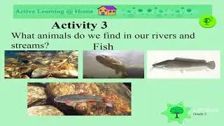 Freshwater Animals in Rivers UNI D33 Gr2 LS