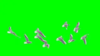 A Group Of White Pigeons Flying Green Screen  Video Footage #shortsviral  群白鸽飞过绿屏抠像视频素材 #short