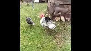 Krocan a krůta