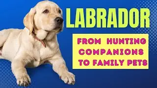 Labrador Retrievers: From Hunting Companions to Family Pets