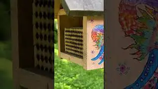 Leafcutter bee in our native bee box #backyardbuzz #nativebees #insects #beelife #backyardbees