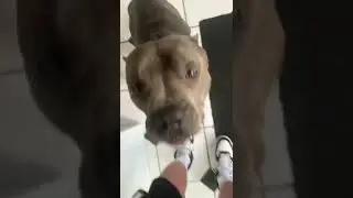 Gotti line Razorback Pitbull ￼