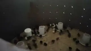 فكرة كوري ديال الدجاج بتمن اقتصادي و كفاءة عالية 0627291661
