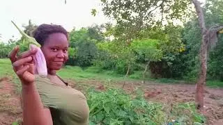 MY VILLAGE LIFE | GROWING AFRICAN EGGPLANT (Biringanya)