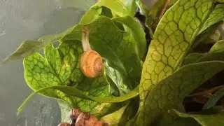 Fun with Snails - presents Baby Vol 2
