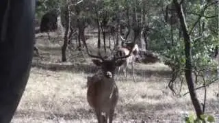 Hunting Red Stag Australia Raptor Ridge Ranch 2013