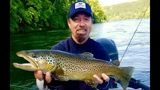 Brown Trout, White River, You Can Do This FREE