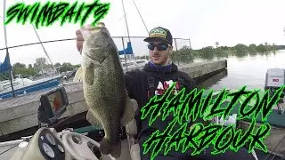 💥HAMILTON HARBOUR SWIMBAITING 🔥
