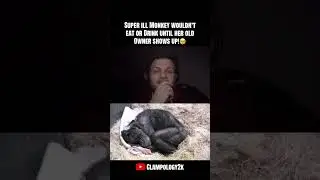 Sick Monkey Refused to Eat&hellip; Until She Saw Her Owner Again!