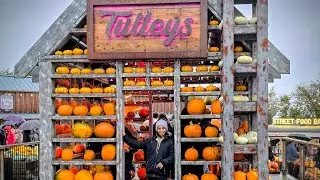 Tulleys Pumpkin Festival:🎃🎃 UK's No.1 Pumpkin Experience!✨️✨️