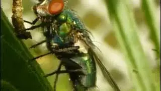 GREENBOTTLE[LUCILIA CAESAR]