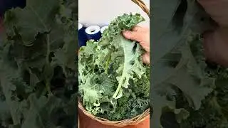 Kale Hydroponic after harvesting #homegrown  #garden #vegetables #kale  #tip #hydroponics