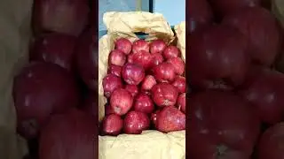 Iran Apple Super Quality Red Delicious Apple Export India Maharashtra लाल सेब सफरचंद सुपर क्वालिटी