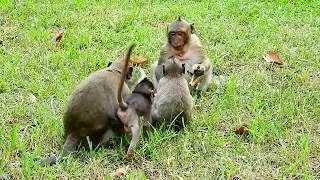 Sweet Pea Is Too Small Monkey, He Is Well Done.