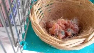 canarini nel nido 10 giorni di vita