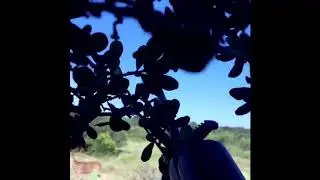 Baker 3 Ranch 2019 Bull Axis