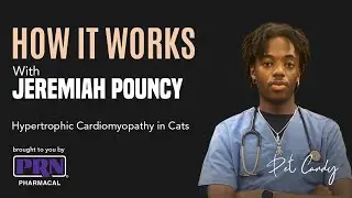 Understanding Hypertrophic Cardiomyopathy in Cats with Jeremiah Pouncy