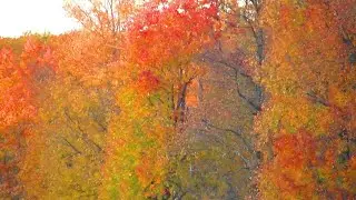 Pennsylvania Wilds Fall Foliage 2022