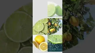 Limes sink, but lemons float. #youtube #yt #ytshorts #lemon #lime #facts #science #gk #instahealth