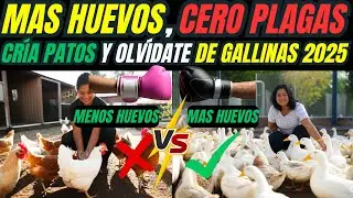 CR&Iacute;A de patos en lugar de gallinas  menos enfermedades, m&aacute;s huevos y control de plagas gratis